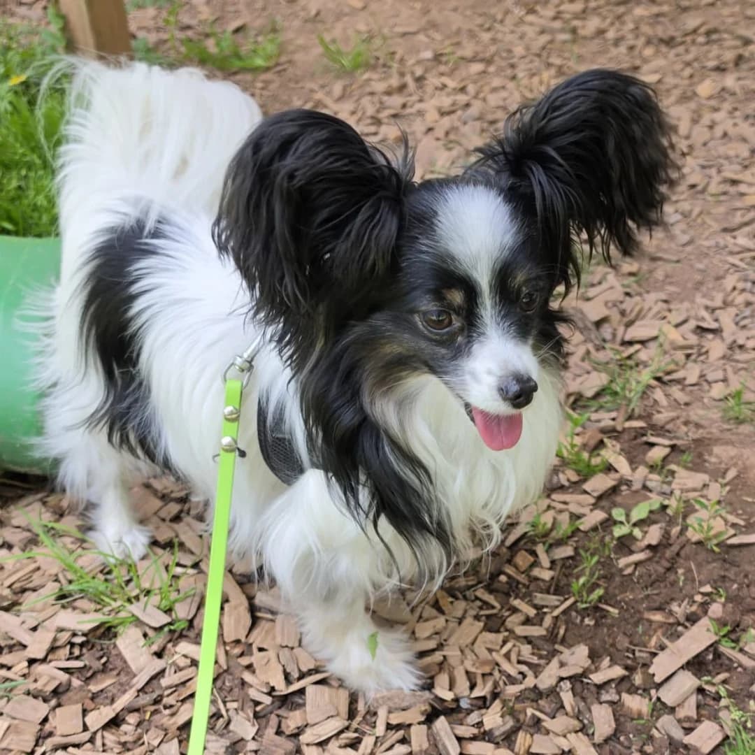 Miley, w, kastriert, geb. 12-2019, female Mixed Breed for adoption at TiNO — Tiere in Not Odenwald, Erbach