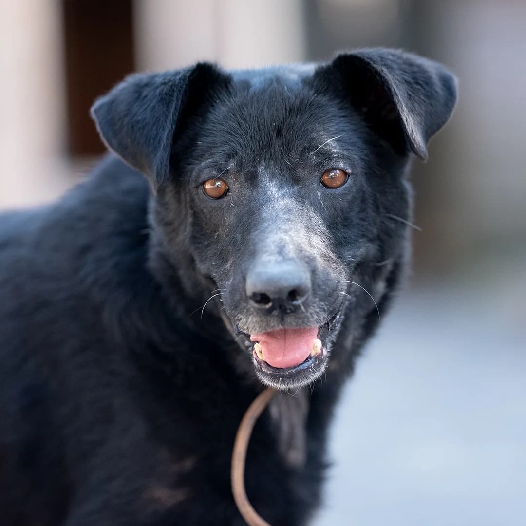 Nael, m, kastriert, geb. 01-2014, male Mixed Breed for adoption at TiNO — Tiere in Not Odenwald, Erbach