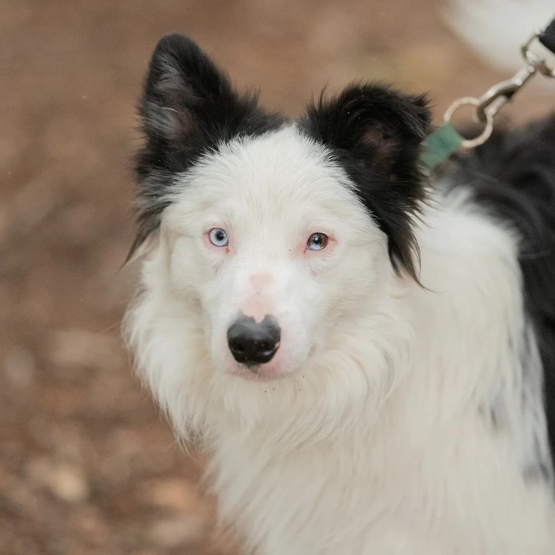 Nemo, m, nicht kastriert, geb. 04-2023, female Mixed Breed for adoption at TiNO — Tiere in Not Odenwald, Erbach