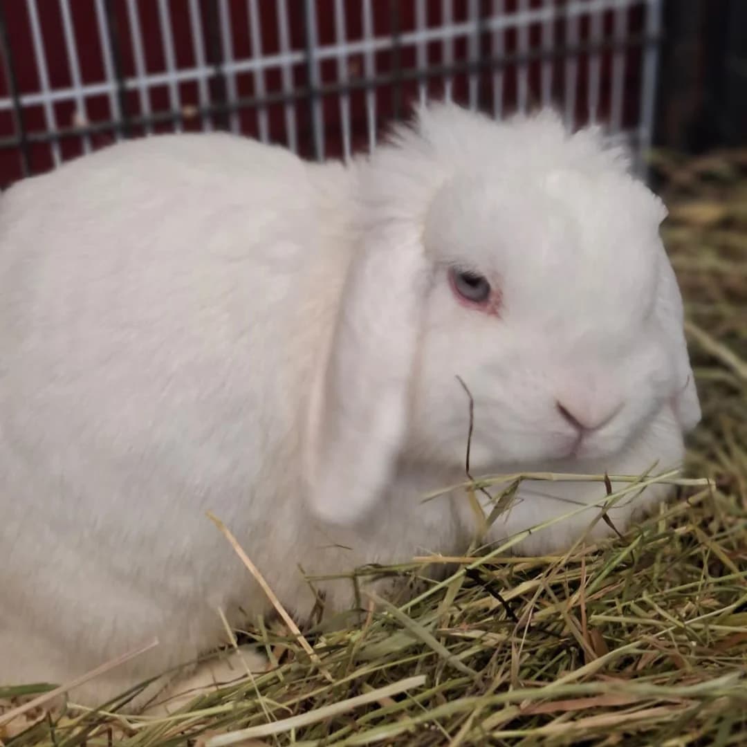 Palea, w, nicht kastriert, geb. 02-2022,  Mixed Breed for adoption at TiNO — Tiere in Not Odenwald, Erbach