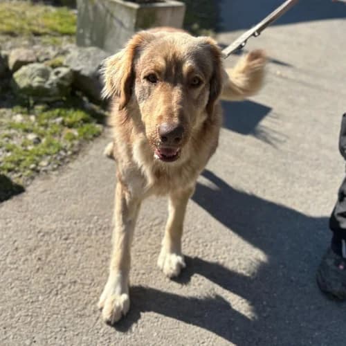 Pauline, w, kastriert, geb. 01-2021, female Mixed Breed for adoption at TiNO — Tiere in Not Odenwald, Erbach