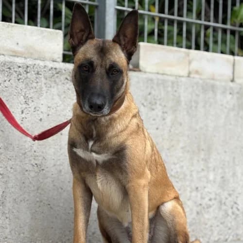 Sansa, w, nicht kastriert, geb. 01-2024, female Mixed Breed for adoption at TiNO — Tiere in Not Odenwald, Erbach