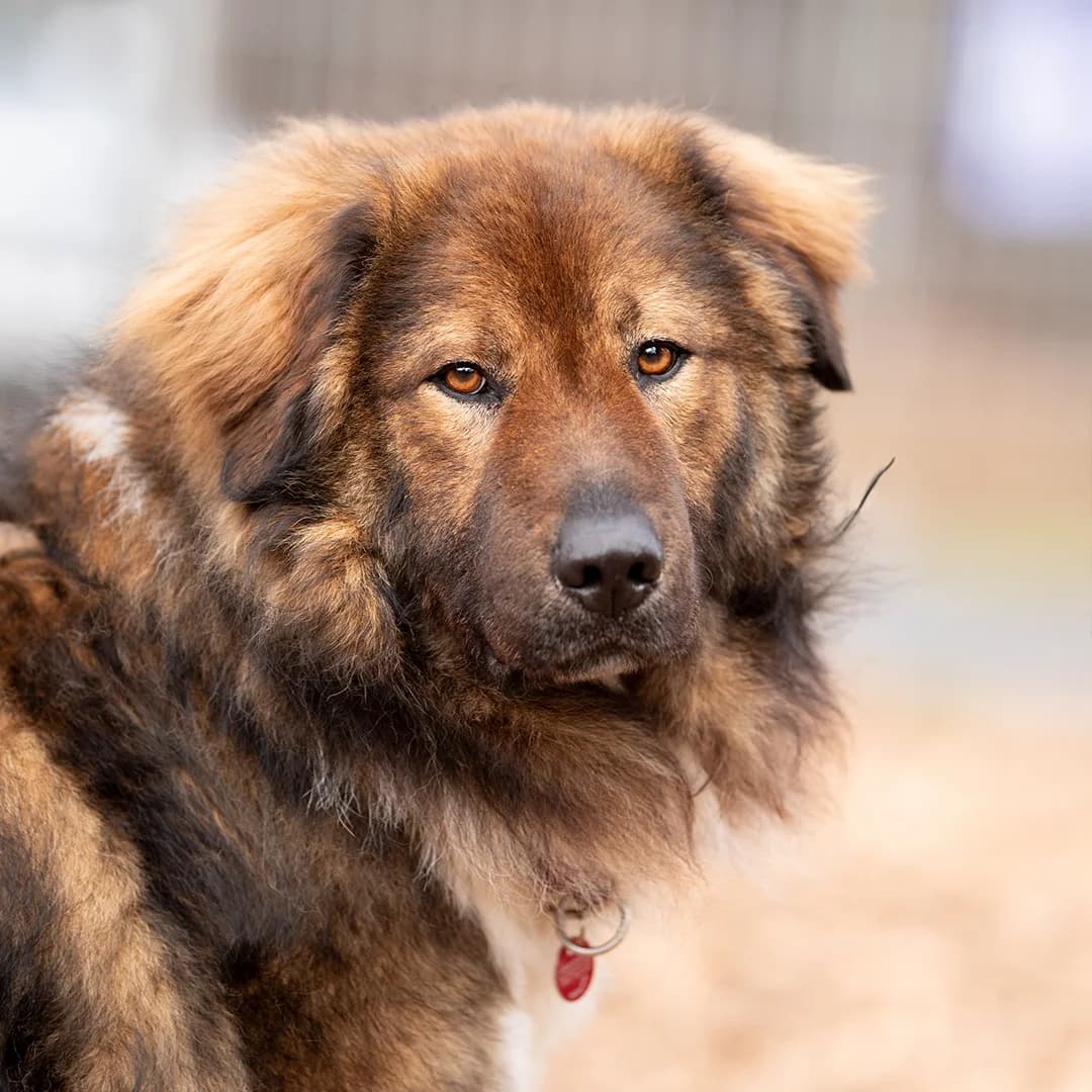 Sherlock, m, kastriert, geb. 11-2020, male 3yo Mixed Breed for adoption at TiNO — Tiere in Not Odenwald, Erbach