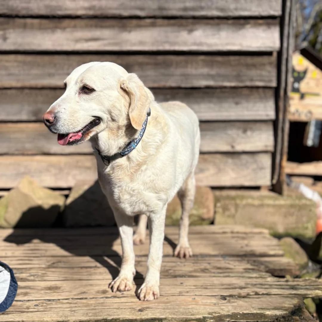 Terry, w, kastriert,  geb. 09-2020, female Mixed Breed for adoption at TiNO — Tiere in Not Odenwald, Erbach