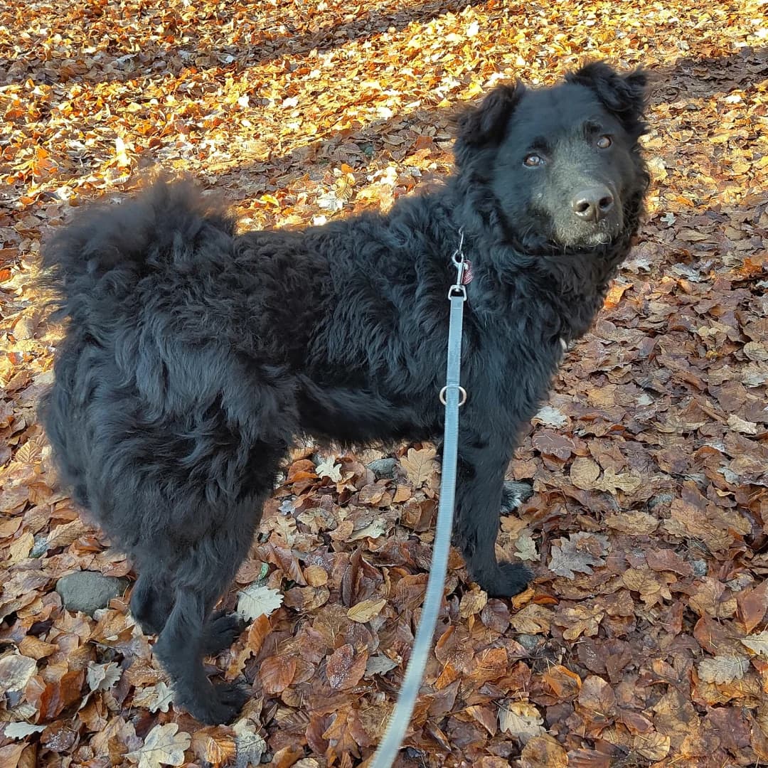 Will, m, kastriert, geb. 01-2023, male Mixed Breed for adoption at TiNO — Tiere in Not Odenwald, Erbach