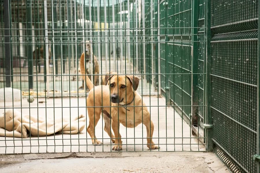 Vivo Mischling, male 4yo mixed breed for adoption at TS Fellwechsel e.V., Varel /nur Vereinssitz, kein Tierheim vor Ort