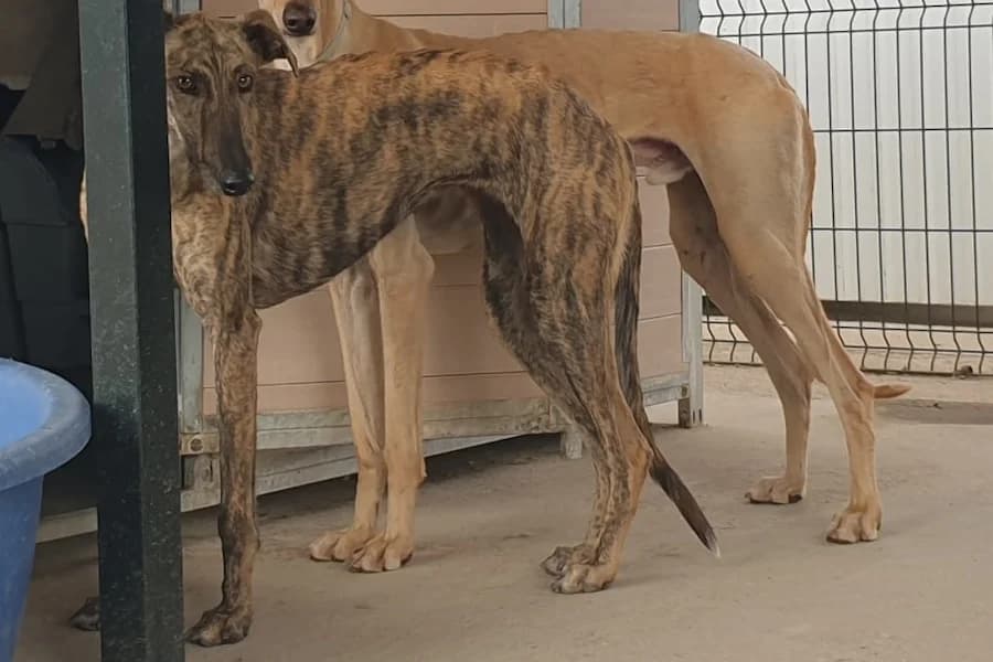 (ph)Josefina, female 6yo Mixed Breed for adoption at TS Fellwechsel e.V., Varel /nur Vereinssitz, kein Tierheim vor Ort