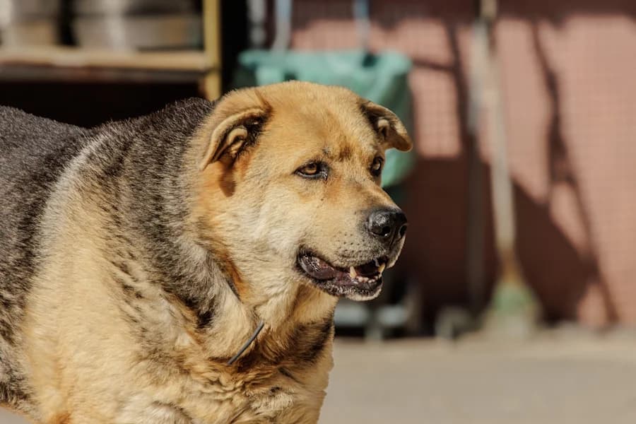 Kero Schäferhund-Mast, male puppy Mixed Breed for adoption at TS Fellwechsel e.V., Varel /nur Vereinssitz, kein Tierheim vor Ort