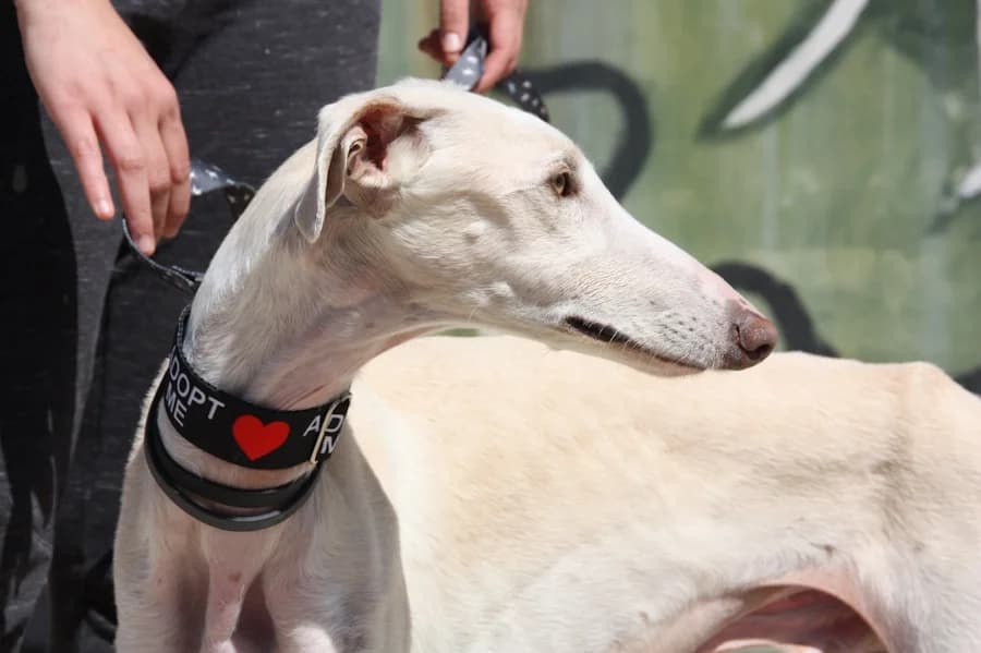 Lasse Galgo, male Mixed Breed for adoption at TS Fellwechsel e.V.