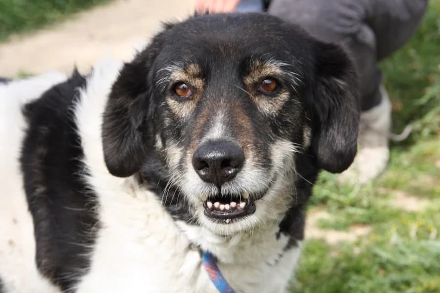 Luna Herdenschutzhundmix, female young Mixed Breed for adoption at TS Fellwechsel e.V., Varel /nur Vereinssitz, kein Tierheim vor Ort