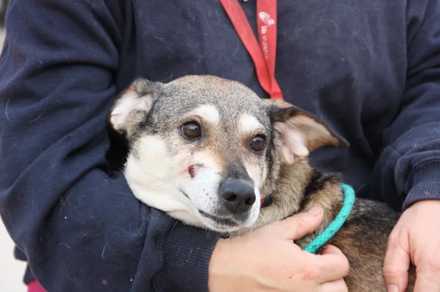 (ph)Shally, female Mixed Breed for adoption at TS Fellwechsel e.V., Varel /nur Vereinssitz, kein Tierheim vor Ort