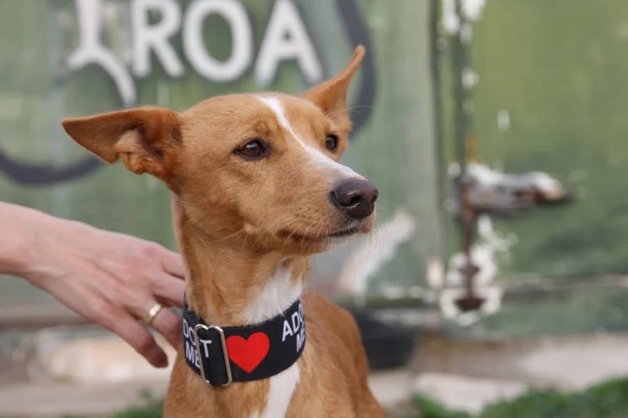 Mia Podenca, female young Mixed Breed for adoption at TS Fellwechsel e.V., Varel /nur Vereinssitz, kein Tierheim vor Ort