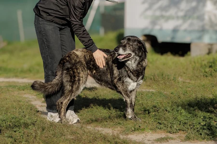 Seraf, male puppy mixed breed for adoption at TS Fellwechsel e.V., Varel /nur Vereinssitz, kein Tierheim vor Ort