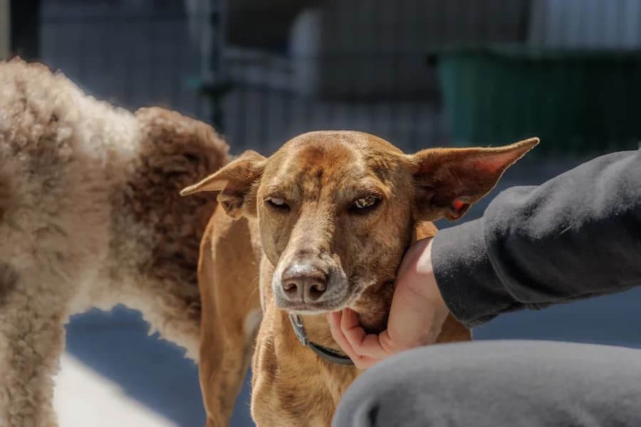 Canela Podenco, female 7yo Mixed Breed for adoption at TS Fellwechsel e.V., Varel /nur Vereinssitz, kein Tierheim vor Ort