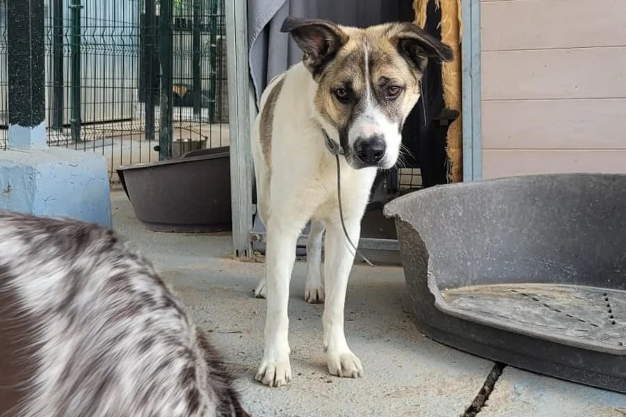 Toby, male young mixed breed for adoption at TS Fellwechsel e.V., Varel /nur Vereinssitz, kein Tierheim vor Ort