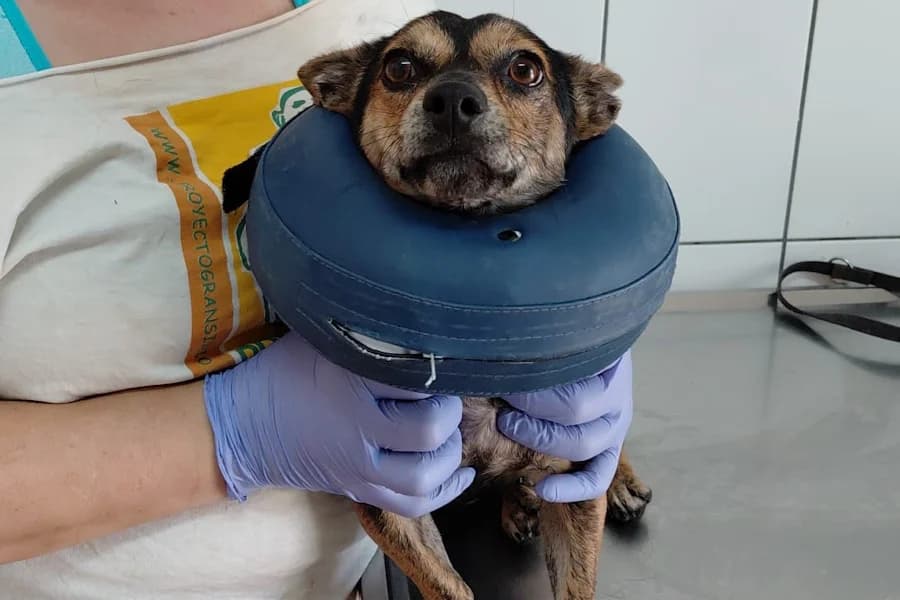 Pepo Dackelmix, male young Mixed Breed for adoption at TS Fellwechsel e.V., Varel /nur Vereinssitz, kein Tierheim vor Ort