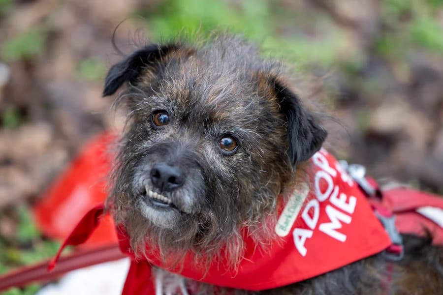 Ignaz, male senior Cairn Terrier for adoption at TS Fellwechsel e.V., Varel /nur Vereinssitz, kein Tierheim vor Ort