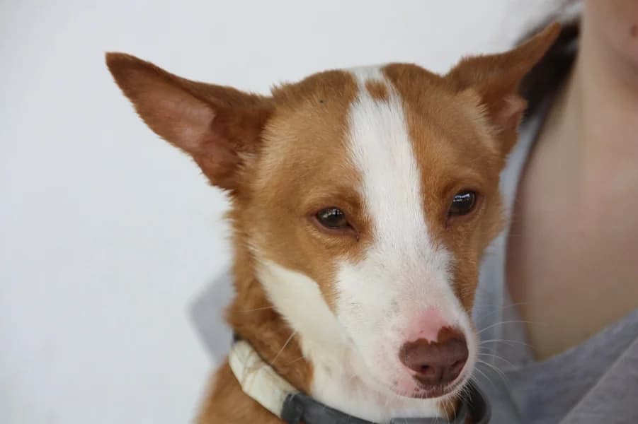 Eros Podenco, male young Mixed Breed for adoption at TS Fellwechsel e.V., Varel /nur Vereinssitz, kein Tierheim vor Ort