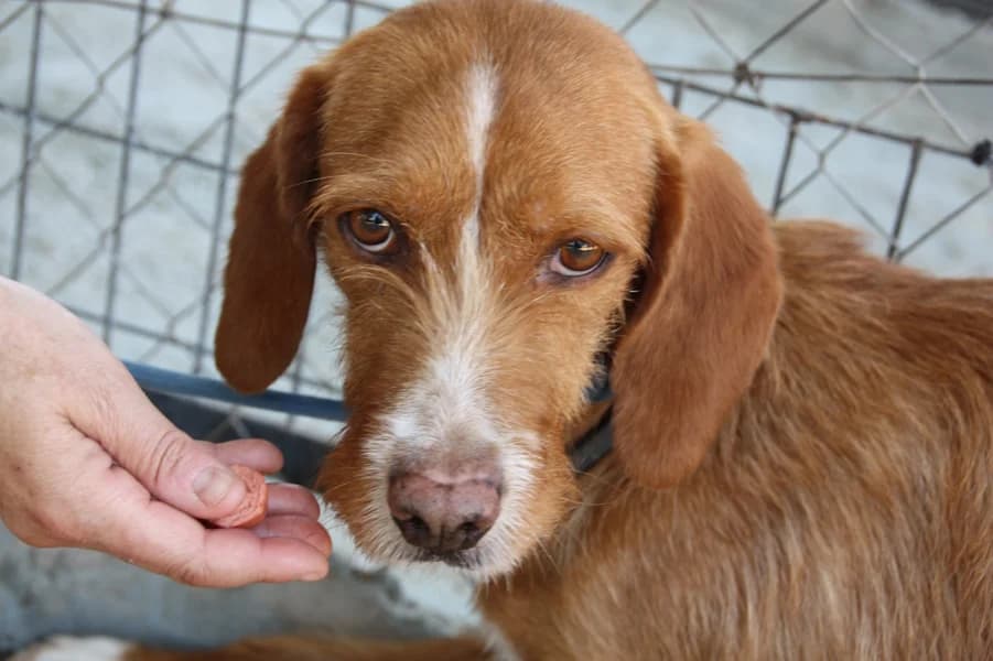 Linda Bracken, female 5yo mixed breed for adoption at TS Fellwechsel e.V., Varel /nur Vereinssitz, kein Tierheim vor Ort