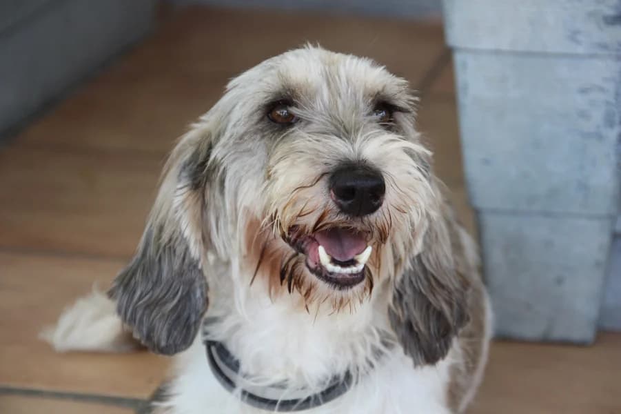 Lassie Petit, female 6yo Basset Hound for adoption at TS Fellwechsel e.V.