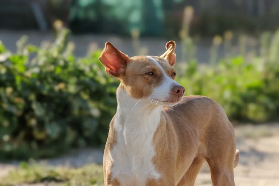 Leia Podenco, female puppy mixed breed for adoption at TS Fellwechsel e.V., Varel /nur Vereinssitz, kein Tierheim vor Ort