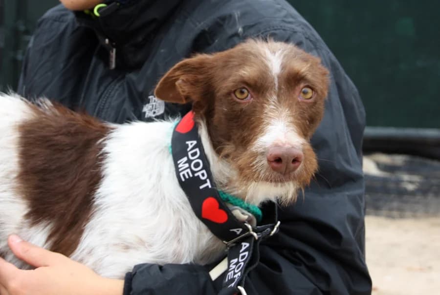 RESERVIERT, female Podenco for adoption at TS Fellwechsel e.V.