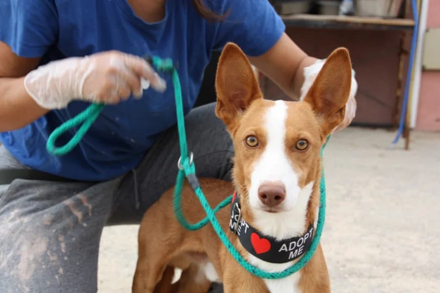 Tato Podenco, male puppy mixed breed for adoption at TS Fellwechsel e.V., Varel /nur Vereinssitz, kein Tierheim vor Ort