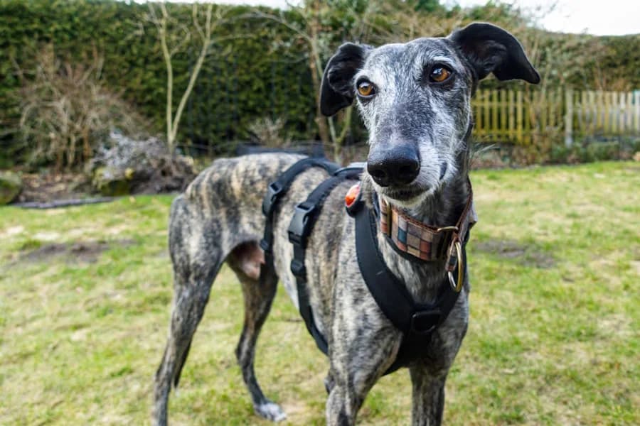 Victor Galgo, male 6yo Mixed Breed for adoption at TS Fellwechsel e.V., Varel /nur Vereinssitz, kein Tierheim vor Ort