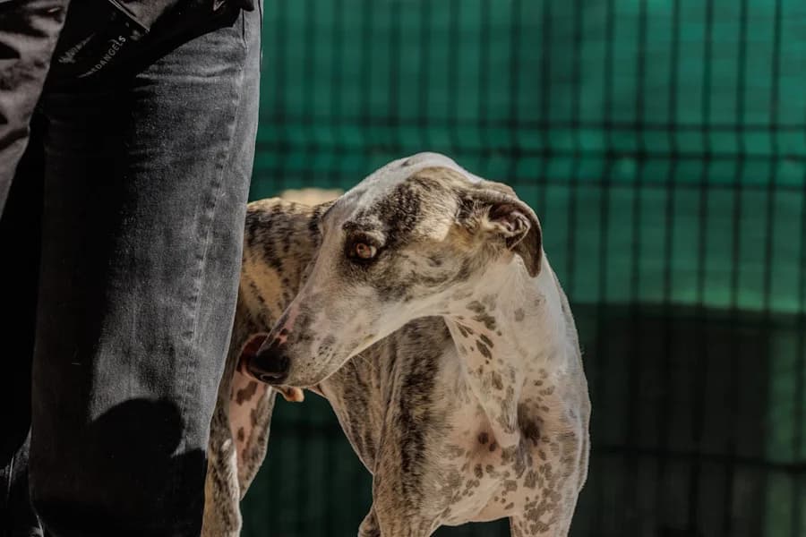 Eneco Galgo, male puppy Mixed Breed for adoption at TS Fellwechsel e.V., Varel /nur Vereinssitz, kein Tierheim vor Ort