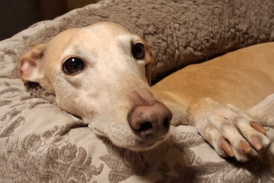 Sierra Galga, female Mixed Breed for adoption at TS Fellwechsel e.V.