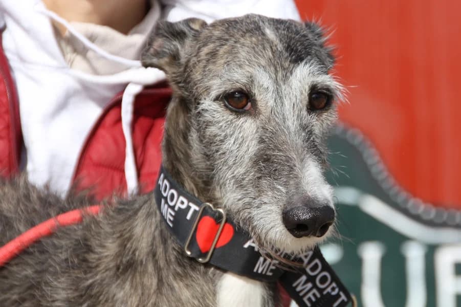 Aida Galga, female 3yo Mixed Breed for adoption at TS Fellwechsel e.V., Varel /nur Vereinssitz, kein Tierheim vor Ort