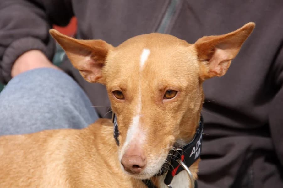 Nadia Podenca, female puppy Mixed Breed for adoption at TS Fellwechsel e.V., Varel /nur Vereinssitz, kein Tierheim vor Ort