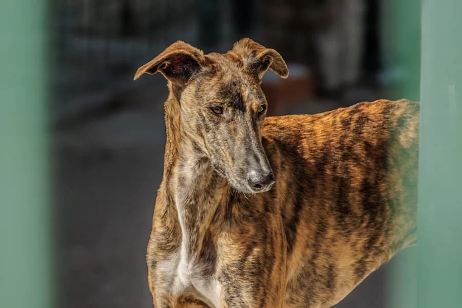 Loki Galgo, male young Mixed Breed for adoption at TS Fellwechsel e.V., Varel /nur Vereinssitz, kein Tierheim vor Ort