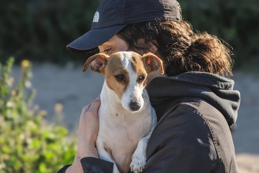 Pipa Ratonero, female 4yo mixed breed for adoption at TS Fellwechsel e.V., Varel /nur Vereinssitz, kein Tierheim vor Ort