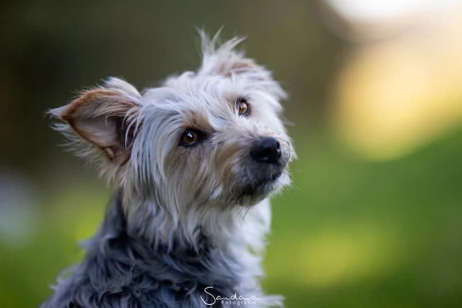 Paulo Yorkshire, male 3yo mixed breed for adoption at TS Fellwechsel e.V., Varel /nur Vereinssitz, kein Tierheim vor Ort