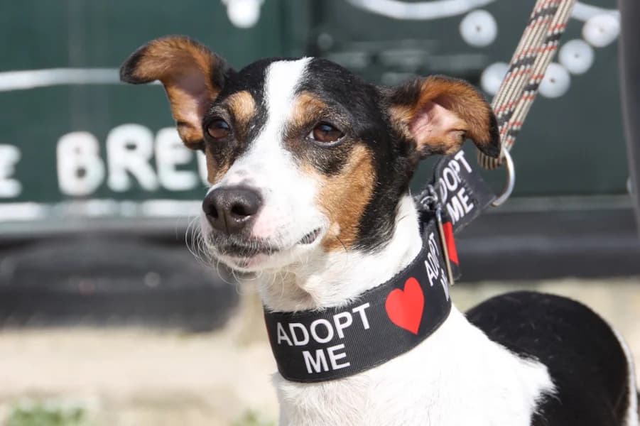 Nala Ratonero, female senior Bodeguero Andaluz for adoption at TS Fellwechsel e.V., Varel /nur Vereinssitz, kein Tierheim vor Ort