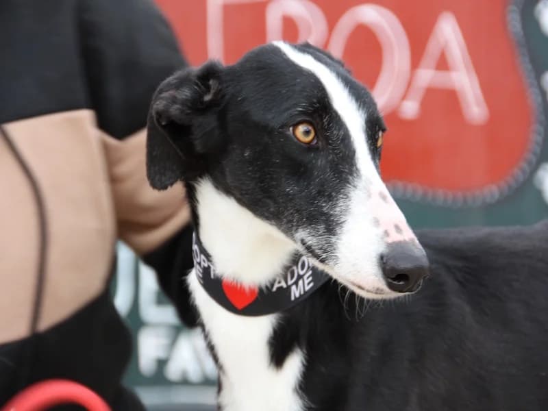Naruz Galgo, male young mixed breed for adoption at TS Fellwechsel e.V., Varel /nur Vereinssitz, kein Tierheim vor Ort