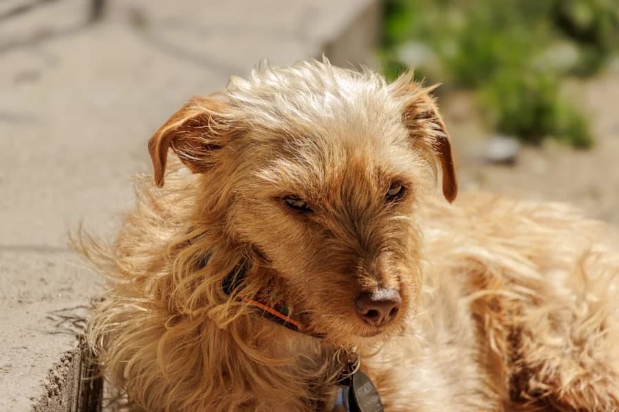 Dharma Podenco, female young mixed breed for adoption at TS Fellwechsel e.V., Varel /nur Vereinssitz, kein Tierheim vor Ort