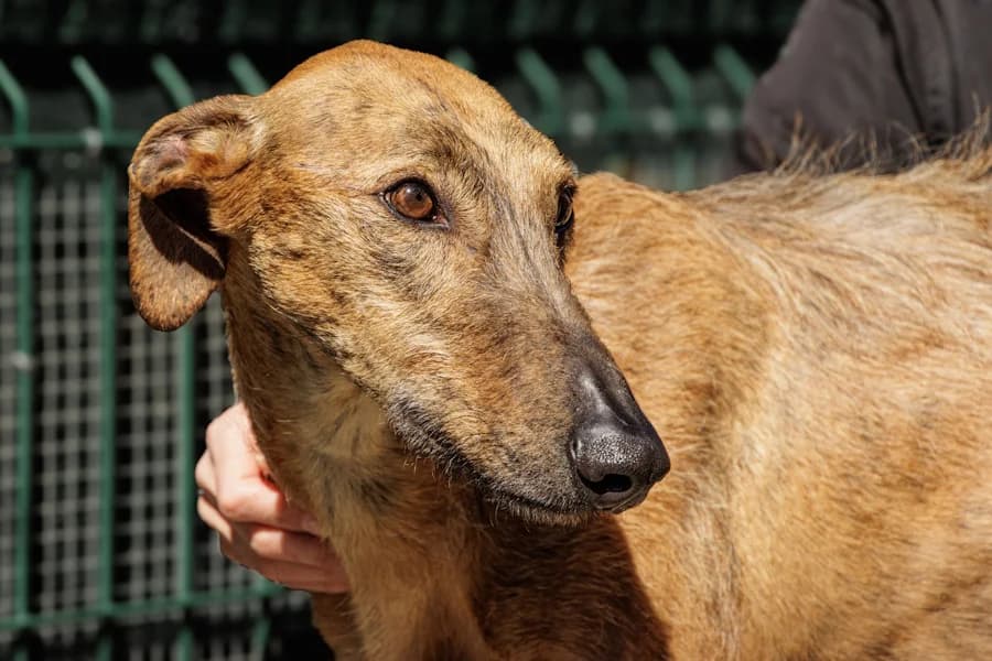 Felipe Galgo, gestromt male young Mixed Breed for adoption at TS Fellwechsel e.V., Varel /nur Vereinssitz, kein Tierheim vor Ort