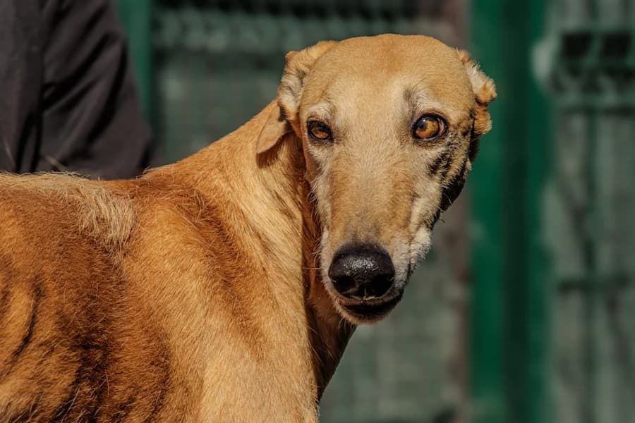 Gregoria Galga, female 5yo Mixed Breed for adoption at TS Fellwechsel e.V., Varel /nur Vereinssitz, kein Tierheim vor Ort