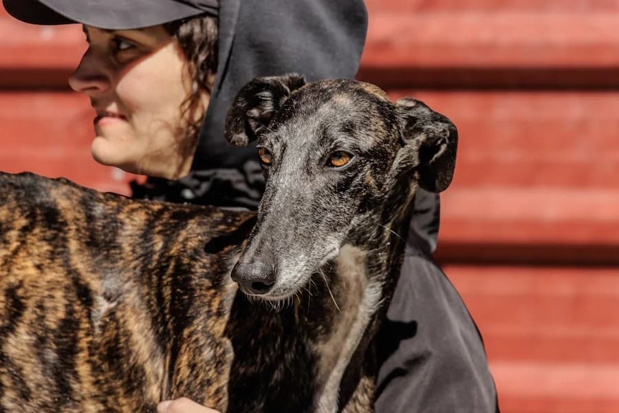 Macarena Galga, female 5yo Mixed Breed for adoption at TS Fellwechsel e.V., Varel /nur Vereinssitz, kein Tierheim vor Ort