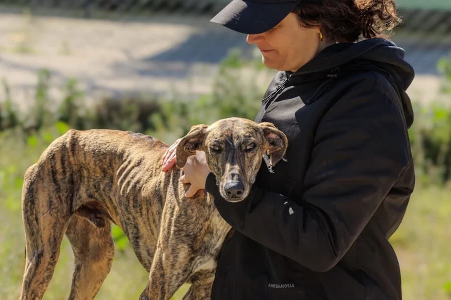 Lanzarote Galgo, male puppy Mixed Breed for adoption at TS Fellwechsel e.V., Varel /nur Vereinssitz, kein Tierheim vor Ort