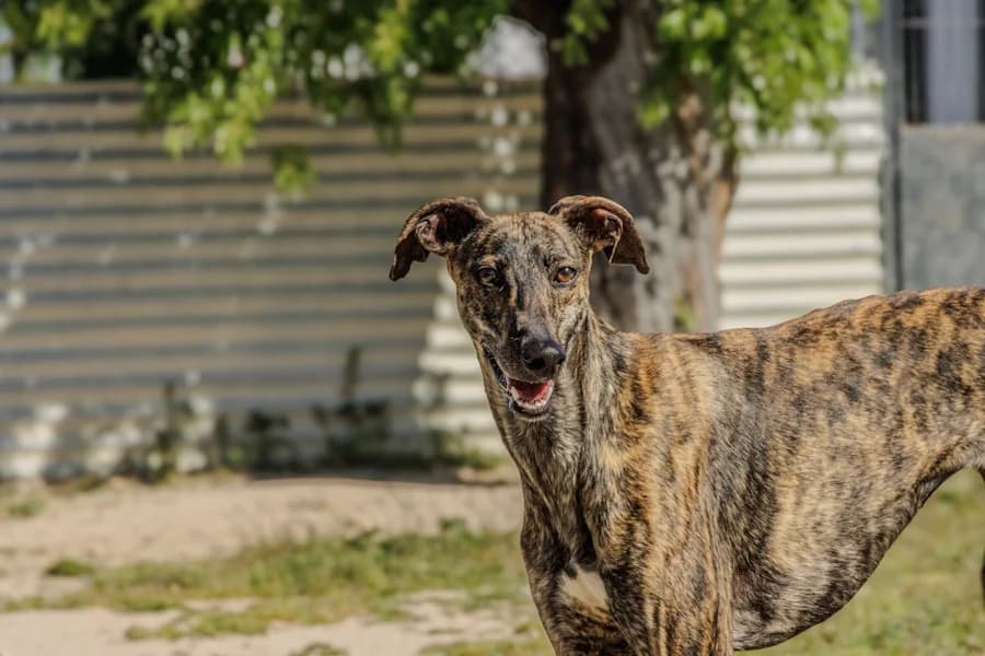 Ibiza Galga, female puppy Mixed Breed for adoption at TS Fellwechsel e.V., Varel /nur Vereinssitz, kein Tierheim vor Ort