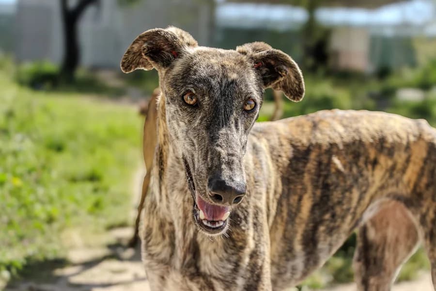 Mallorca Galga, female young Mixed Breed for adoption at TS Fellwechsel e.V., Varel /nur Vereinssitz, kein Tierheim vor Ort