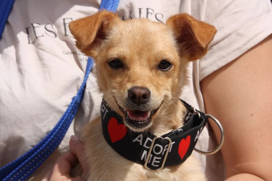 Ivy Chihuahua-Mix, female young Mixed Breed for adoption at TS Fellwechsel e.V., Varel /nur Vereinssitz, kein Tierheim vor Ort