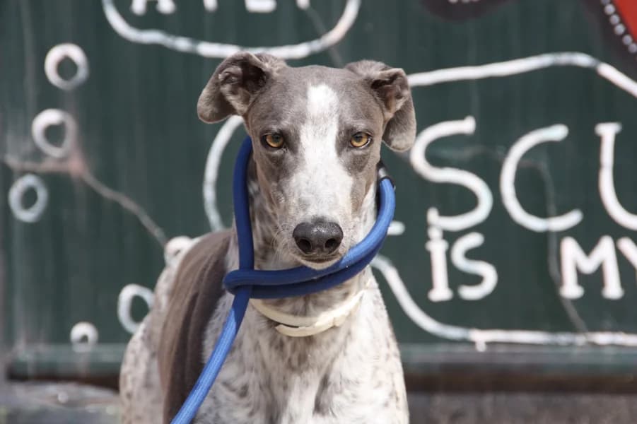 Ricky Galgo, male puppy Mixed Breed for adoption at TS Fellwechsel e.V., Varel /nur Vereinssitz, kein Tierheim vor Ort