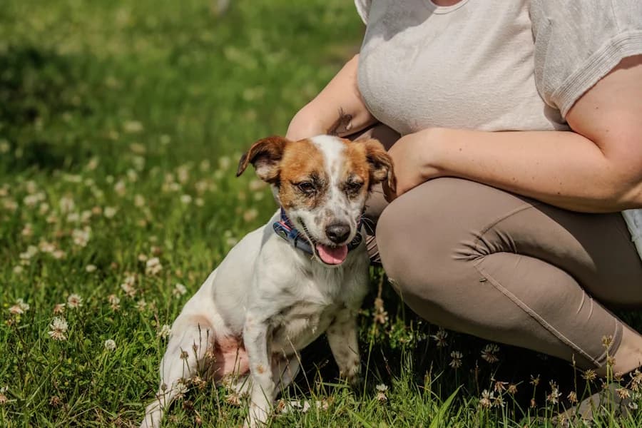 Minos Mischling, male 6yo Mixed Breed for adoption at TS Fellwechsel e.V., Varel /nur Vereinssitz, kein Tierheim vor Ort