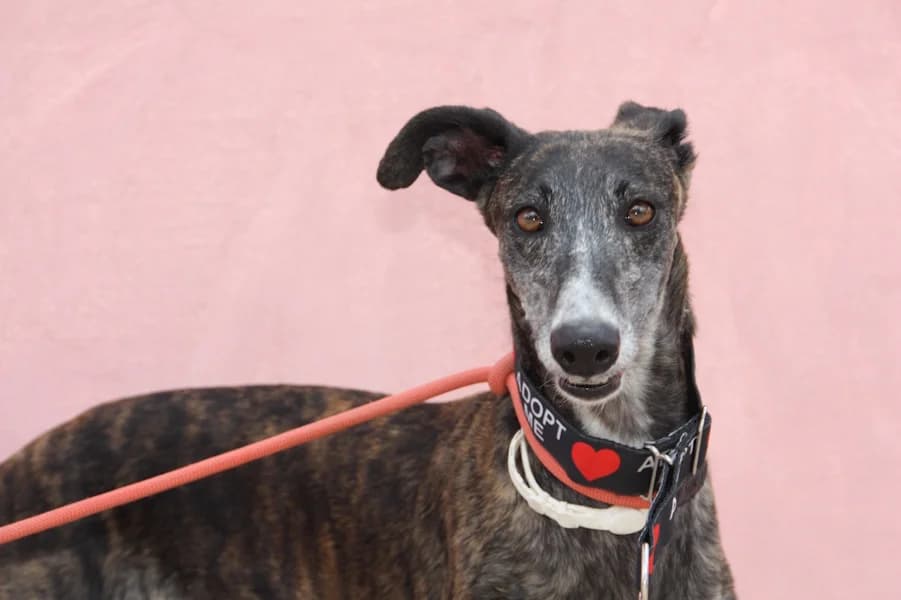 Gamma Galga, female Mixed Breed for adoption at TS Fellwechsel e.V., Varel /nur Vereinssitz, kein Tierheim vor Ort