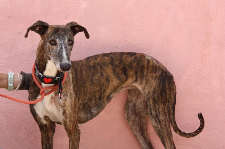 Beta Galga, female puppy Mixed Breed for adoption at TS Fellwechsel e.V., Varel /nur Vereinssitz, kein Tierheim vor Ort