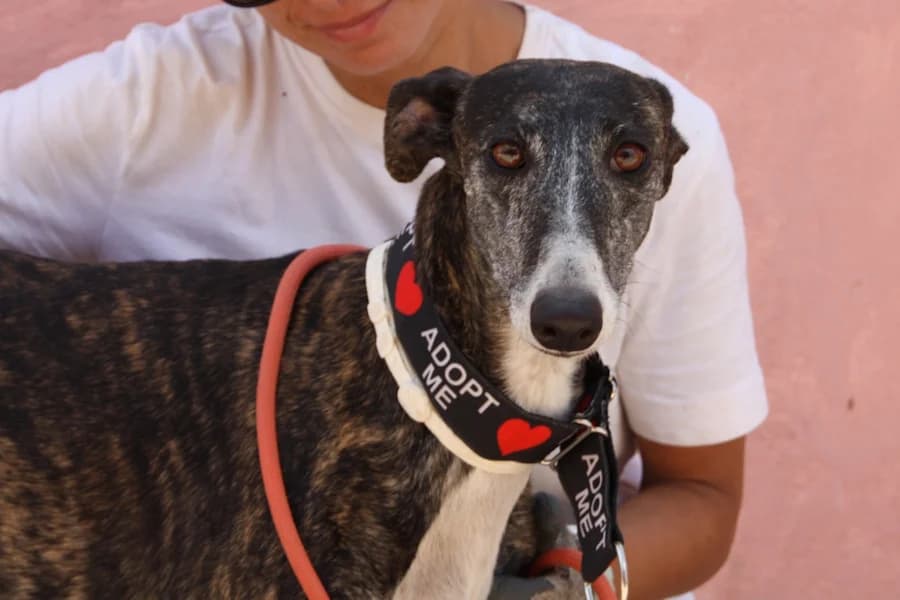Alpha Galga, female puppy Mixed Breed for adoption at TS Fellwechsel e.V., Varel /nur Vereinssitz, kein Tierheim vor Ort
